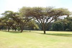 NYANGA_FLAT_TOPS_BETWEEN_10TH_18TH_FAIRWAYS