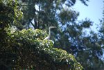 GREY_HERON_AT_NO_16_POND