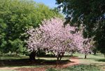 FLOWERING_CHERRY_TREE_LEFT_OF_NO_10