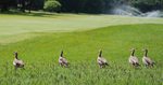 Egyptian_Geese